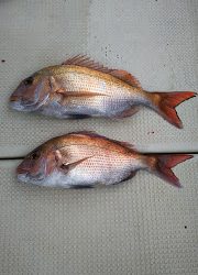 釣り舟 海竜 釣果