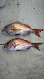 釣り舟　海竜 釣果