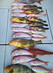 釣り舟 海竜 釣果