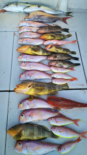 釣り舟　海竜 釣果