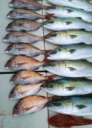 釣り舟 海竜 釣果