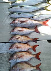 釣り舟 海竜 釣果