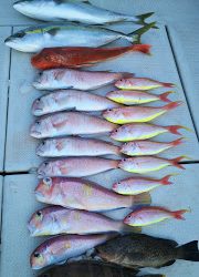 釣り舟 海竜 釣果