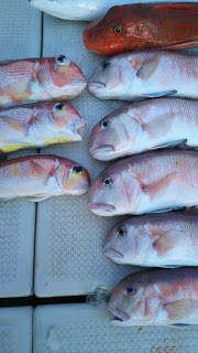 釣り舟　海竜 釣果