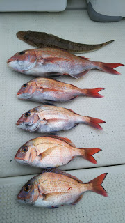 釣り舟　海竜 釣果