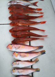 釣り舟 海竜 釣果