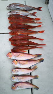 釣り舟　海竜 釣果