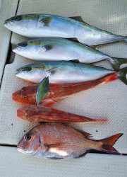 釣り舟 海竜 釣果