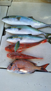 釣り舟　海竜 釣果