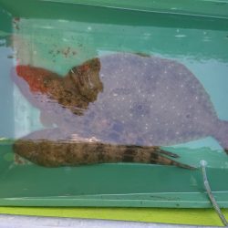 深川 吉野屋 釣果