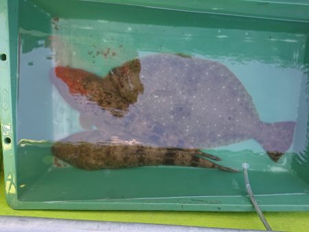 深川 吉野屋 釣果