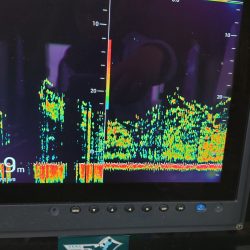 深川　吉野屋 釣果