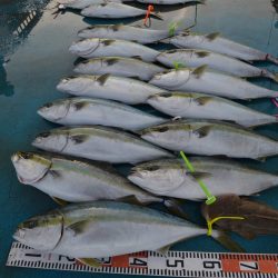 アジアマリンサービス 釣果