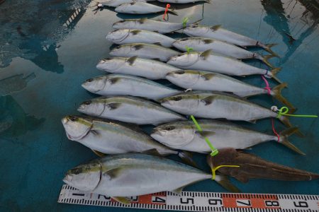 アジアマリンサービス 釣果