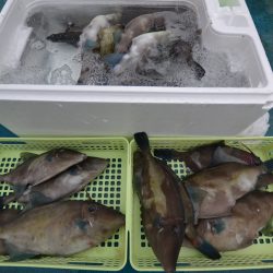 アジアマリンサービス 釣果