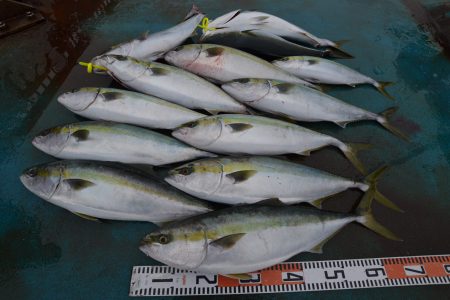 アジアマリンサービス 釣果