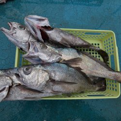 アジアマリンサービス 釣果