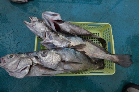 アジアマリンサービス 釣果