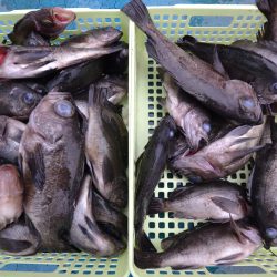 アジアマリンサービス 釣果