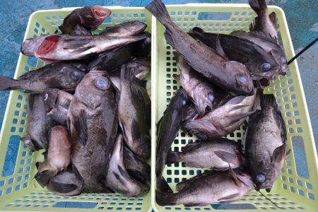 アジアマリンサービス 釣果