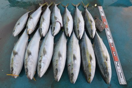 アジアマリンサービス 釣果