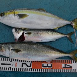 アジアマリンサービス 釣果