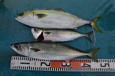 アジアマリンサービス 釣果