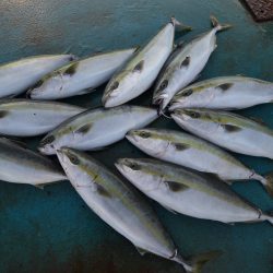 アジアマリンサービス 釣果