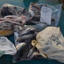 アジアマリンサービス 釣果