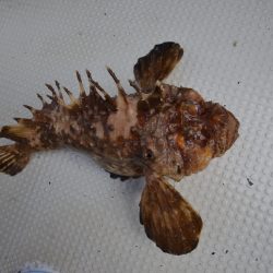 アジアマリンサービス 釣果