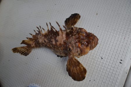 アジアマリンサービス 釣果