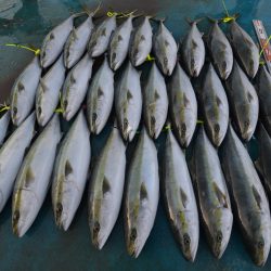 アジアマリンサービス 釣果