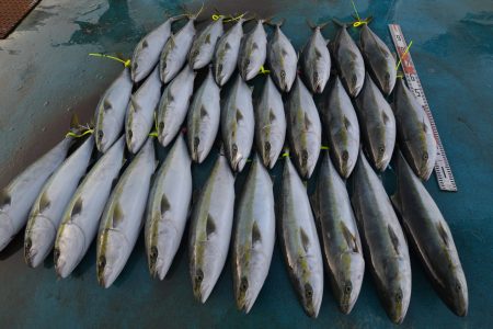 アジアマリンサービス 釣果