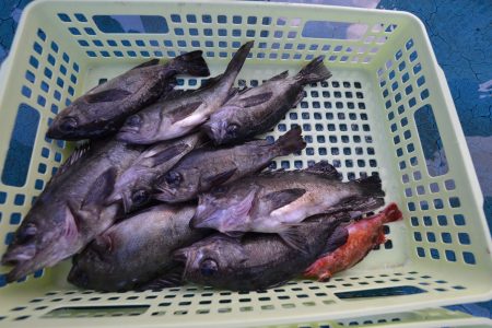 アジアマリンサービス 釣果