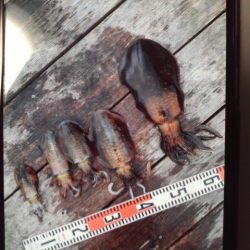 こかわ渡船　雅丸 釣果