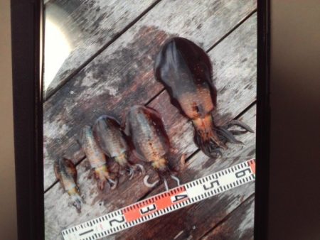 こかわ渡船　雅丸 釣果