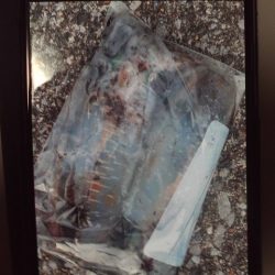 こかわ渡船　雅丸 釣果