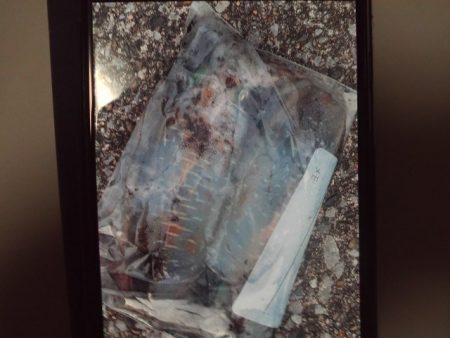 こかわ渡船　雅丸 釣果