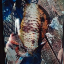 こかわ渡船　雅丸 釣果