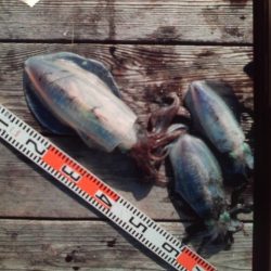 こかわ渡船　雅丸 釣果