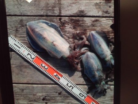 こかわ渡船　雅丸 釣果