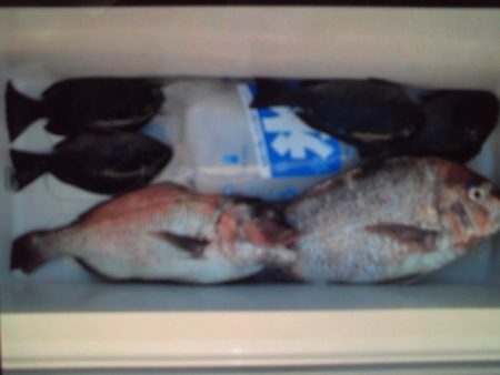 こかわ渡船　雅丸 釣果