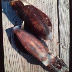 こかわ渡船　雅丸 釣果