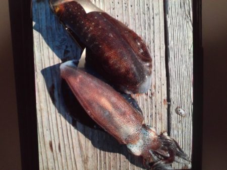 こかわ渡船　雅丸 釣果