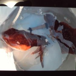 こかわ渡船　雅丸 釣果