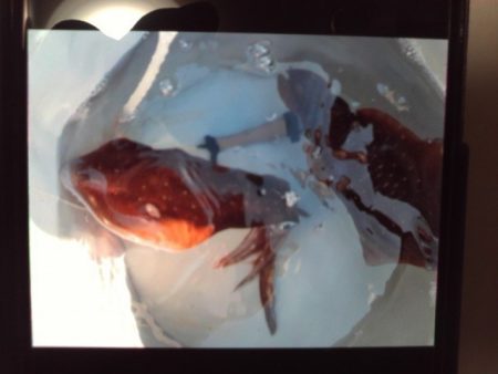 こかわ渡船　雅丸 釣果