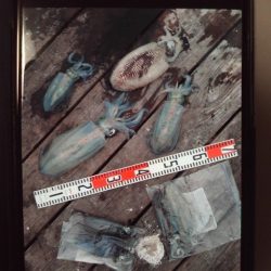 こかわ渡船　雅丸 釣果