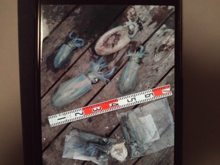 こかわ渡船　雅丸 釣果