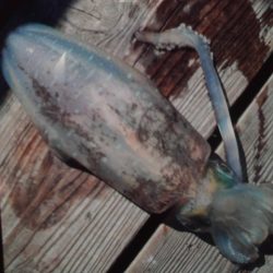 こかわ渡船　雅丸 釣果