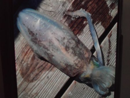 こかわ渡船　雅丸 釣果